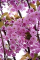 18042009-IMG_7971.jpg