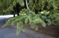 نام فايل : CRW_2274_2.jpg
حجم فايل : 53كيلوبايت
ابعاد : 640x426
تاريخ ارسال : نوامبر 28, 2010 CRW_2274_2.jpg