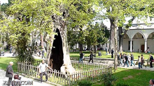 Hemen sakatu irudia tamaina osoan ikusteko